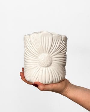 Tratinčica lonac (M) - 12 cm