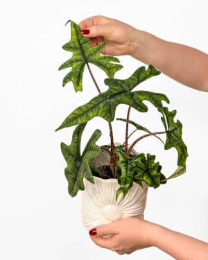 Alokazija 'Jacklyn' (Alocasia tandurusa) (M)