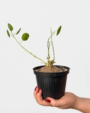 Stephania erecta (Stephania pierrei) (S)