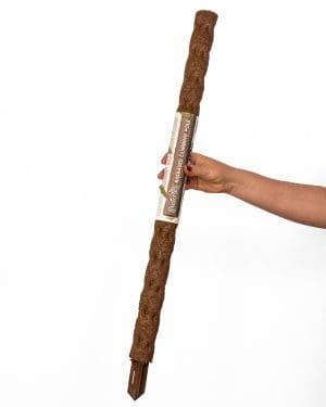 Kratiste prirodna potpora (L) - 75 cm