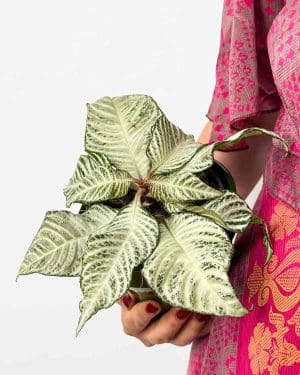 Zebra plant 'White Wash' (Aphelandra squarrosa) (M)