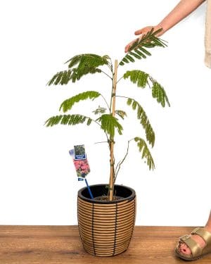 Svileni bagrem 'Ombrella' (Albizia julibrissin) (XL)