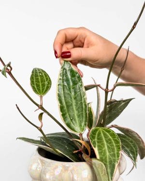 Voštani cvijet 'Albomarginata' (Hoya latifolia) (M)