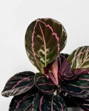 Kalateja 'Dottie' (Calathea roseopicta) (M)