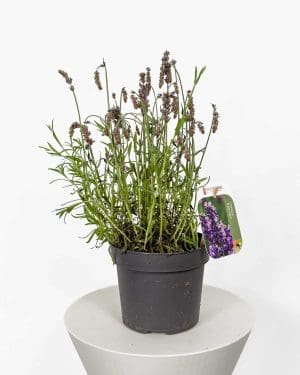 Lavanda (Lavandula angustifolia) 'SPASI ME' (M)