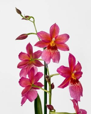 Orhideja 'Cambria Nelly Isler' (Oncidopsis) (M)