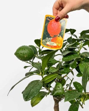 Limonovac 'Rosso' (Citrus x limon) (XL)