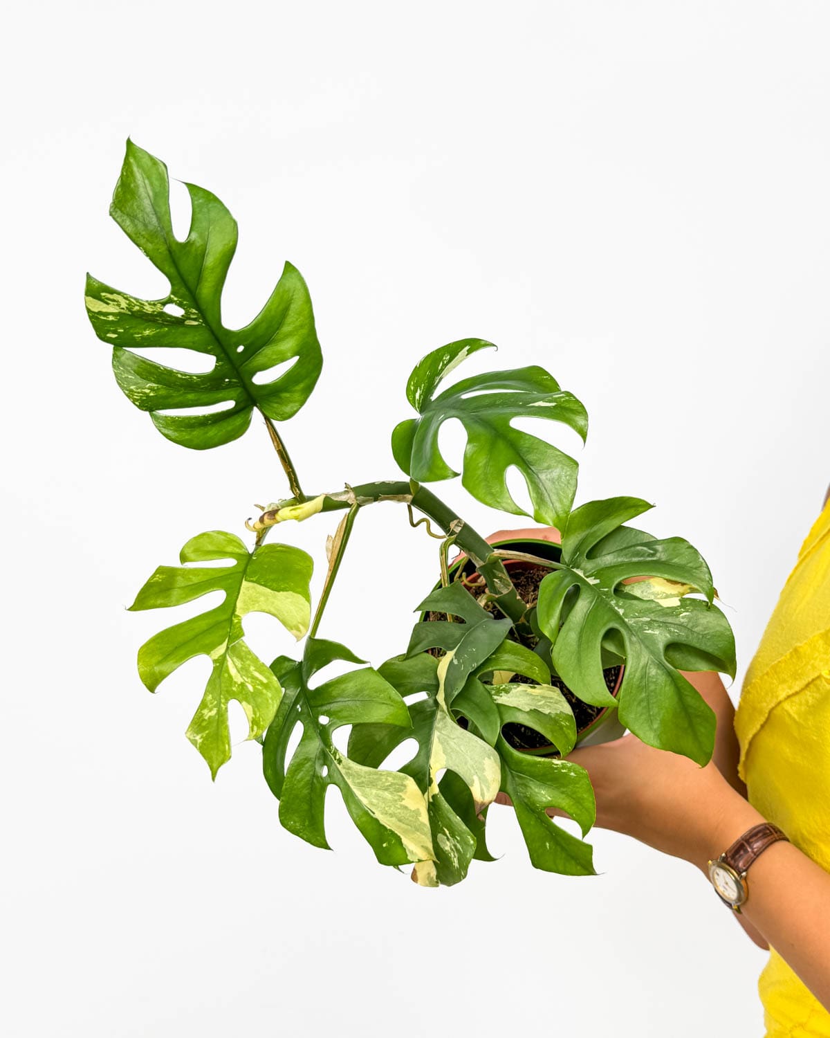 Monstera minima ‘Variegata’ (Rhaphidophora tetrasperma) (M) (B-Grade)