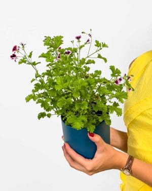 Pelargonija 'Lemon Fresh' (Pelargonium graveolens) (M)