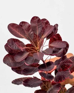 Obična rujevina 'Royal Purple' (Cotinus coggygria) (L)