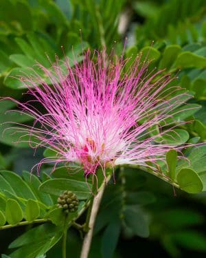 Grm Pink Powderpuff (Calliandra surinamensis 'Dixie Pink') (L)