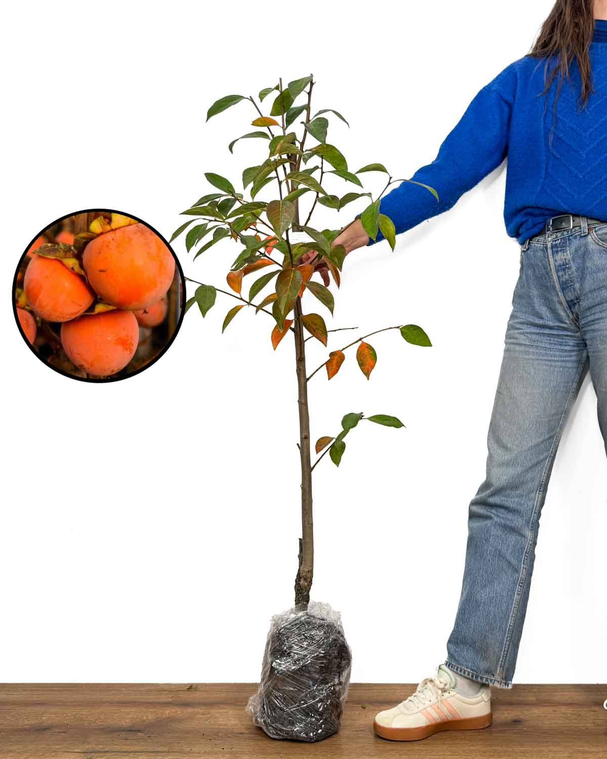 Sadnica Kaki 'Tipo' (Diospyros kaki)