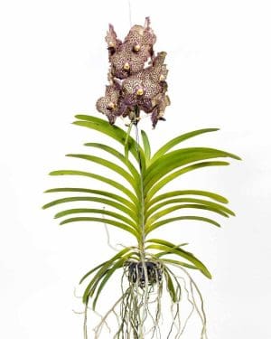 Orhideja Vanda 'Ocelot Mocha' - Ljubičasta