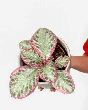 Episcija 'Cleopatra' (Episcia) (M)