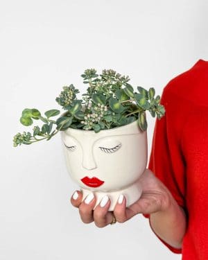 Oktobrovka (Sedum sieboldii) (S)