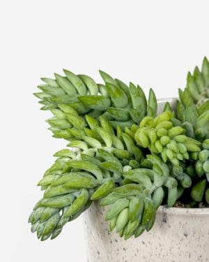 Magarčev rep (Sedum burrito) (M)