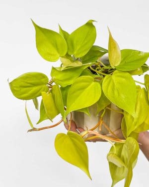 Filodendron 'Lime' (Philodendron scandens) (M)