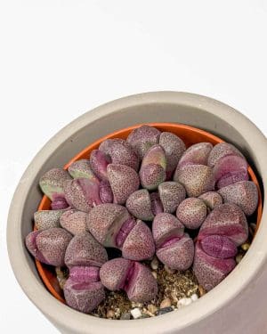 Crveni živi kamenčići (Pleiospilos nellii 'Rubra') (S)