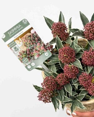 Japanska skimija 'Mystic Marlot' (Skimmia japonica) (M)