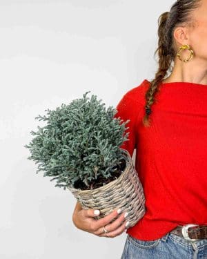 Pjegavi pačempres 'Blue Moon' (Chamaecyparis pisifera) (L)