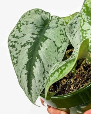 Satin pothos 'Trebie' (Scindapsus pictus) (M)