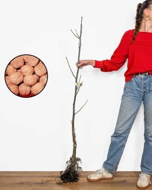 Sadnica Orah 'Elit' (Juglans regia)