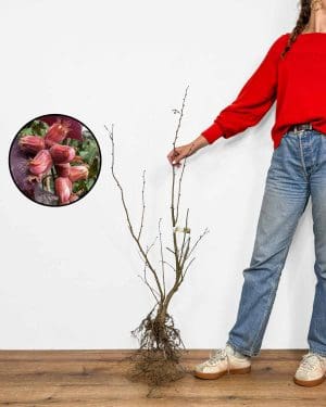 Sadnica Crveni lješnjak (Corylus avellana)