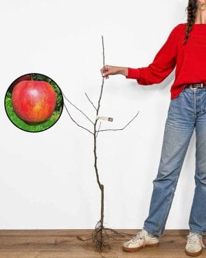 Sadnica Jabuke 'Jonagold' (Malus domestica)