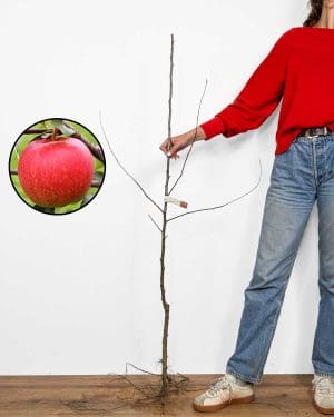 Sadnica Jabuke 'Gala' (Malus domestica)