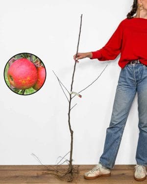 Sadnica Jabuke 'Elstar' (Malus domestica)