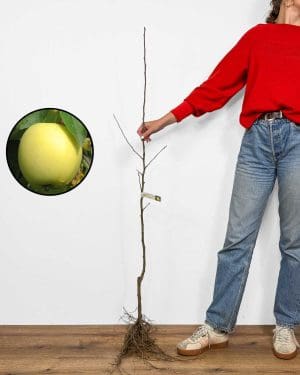 Sadnica Jabuke 'Beličnik' (Malus domestica)