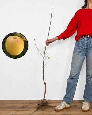 Sadnica Jabuke 'Zlati delišes' (Malus domestica)