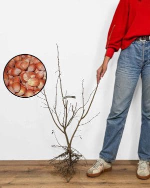 Sadnica Istarska dugoplodna lješnjak (Corylus avellana)