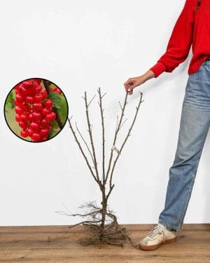 Sadnica Crveni ribiz 'Jonkheer Van Tets' (Ribes rubrum)