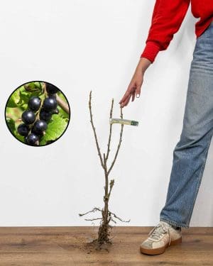 Sadnica Crni ribiz 'Titania' (Ribes nigrum)