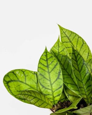 Voštani cvijet 'Callistophylla' (Hoya) (M)