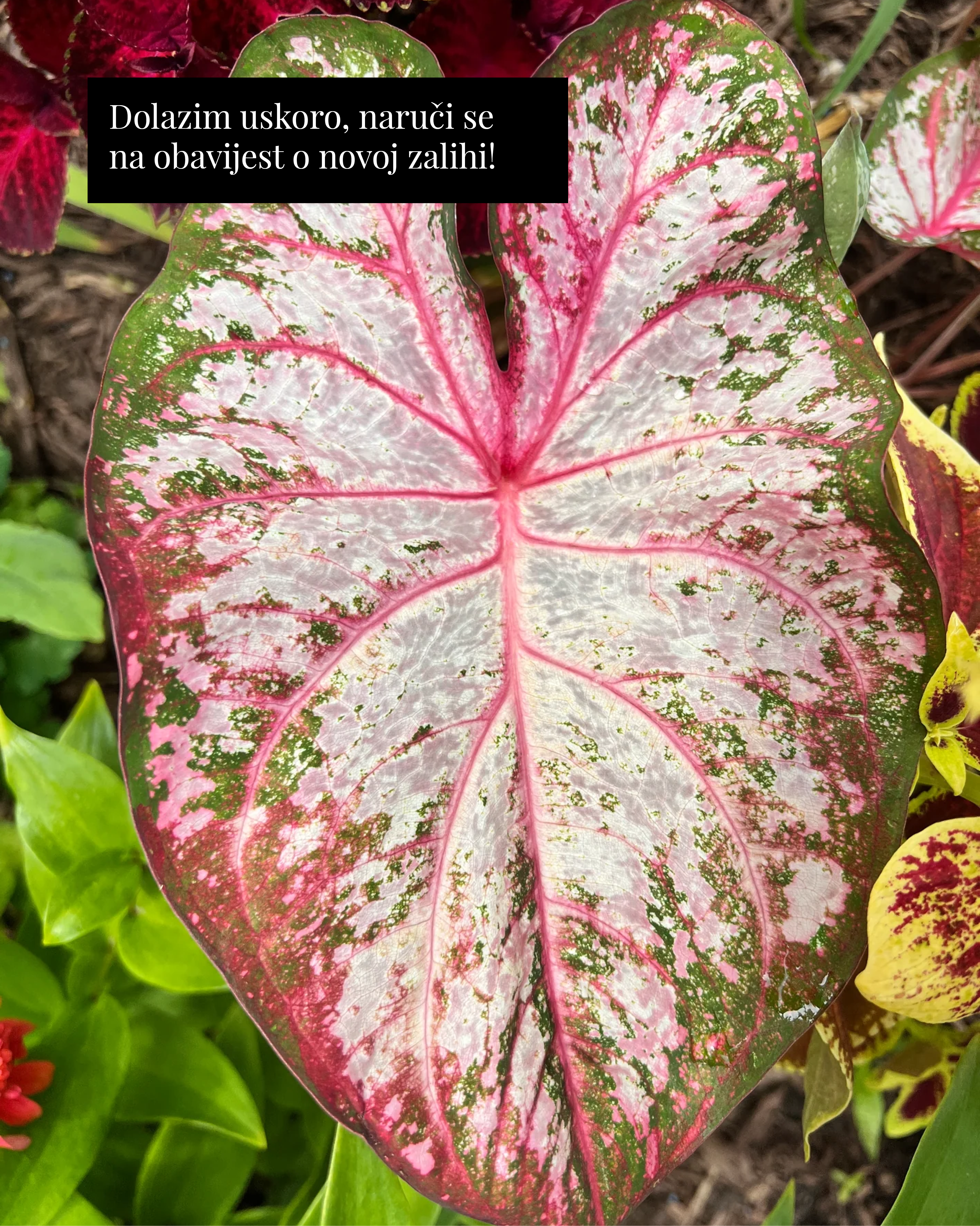 Kaladij ‘Tapestry’ (Caladium sp.) (1 gomolj)