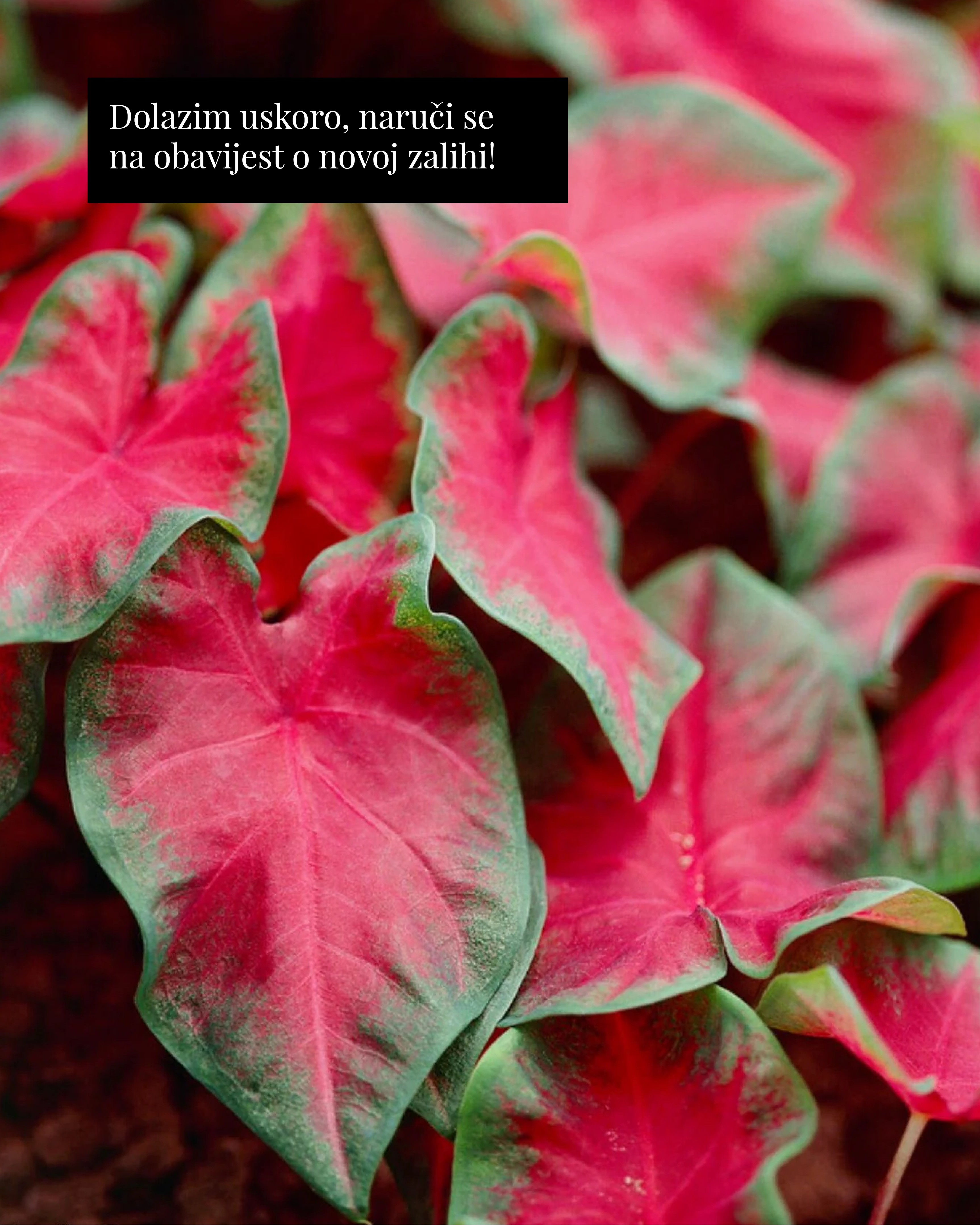 Kaladij ‘Cherry Tart’ (Caladium sp.) (1 jumbo gomolj)