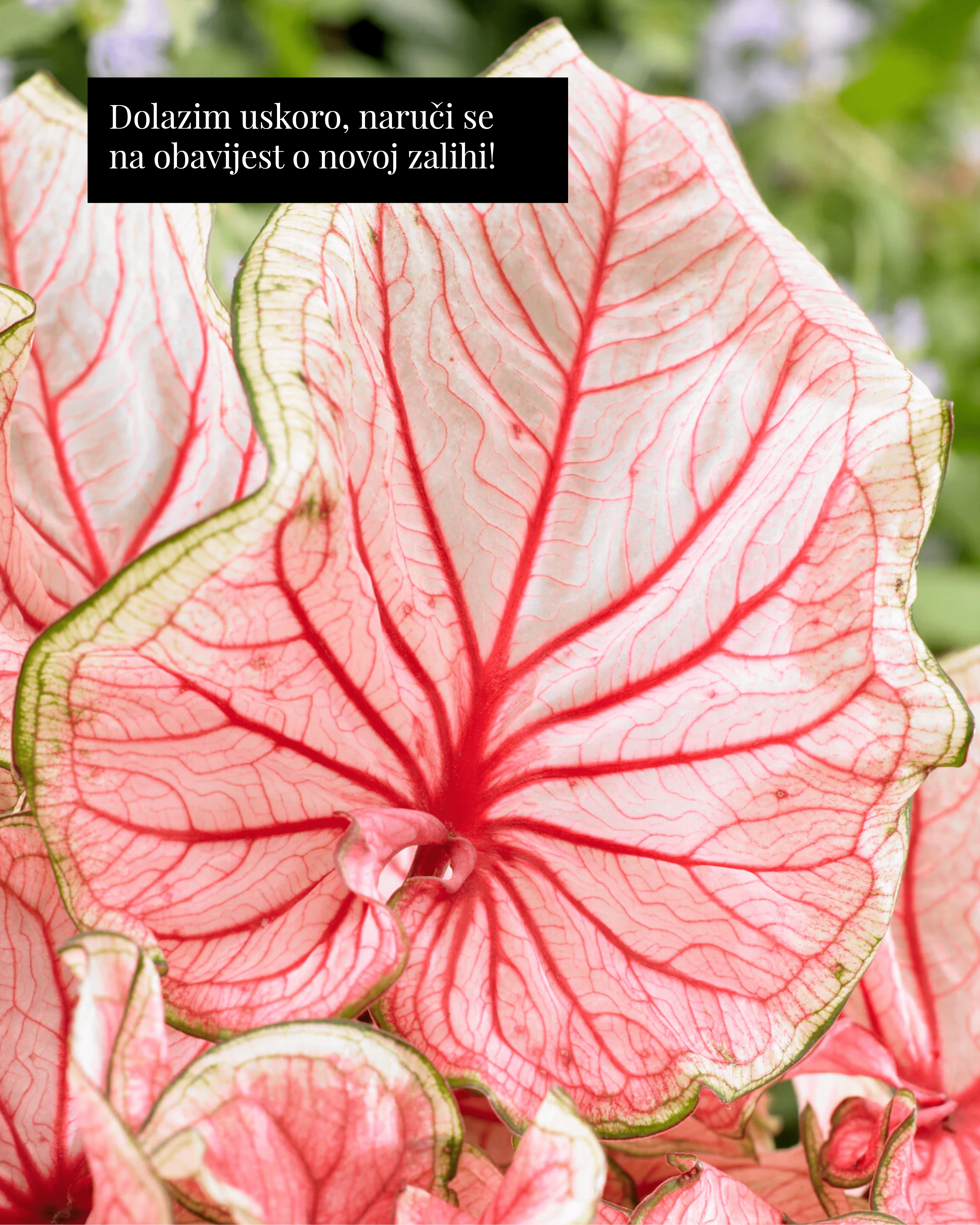 Kaladij ‘Florida Sweetheart’ (Caladium sp.) (1 jumbo gomolj)