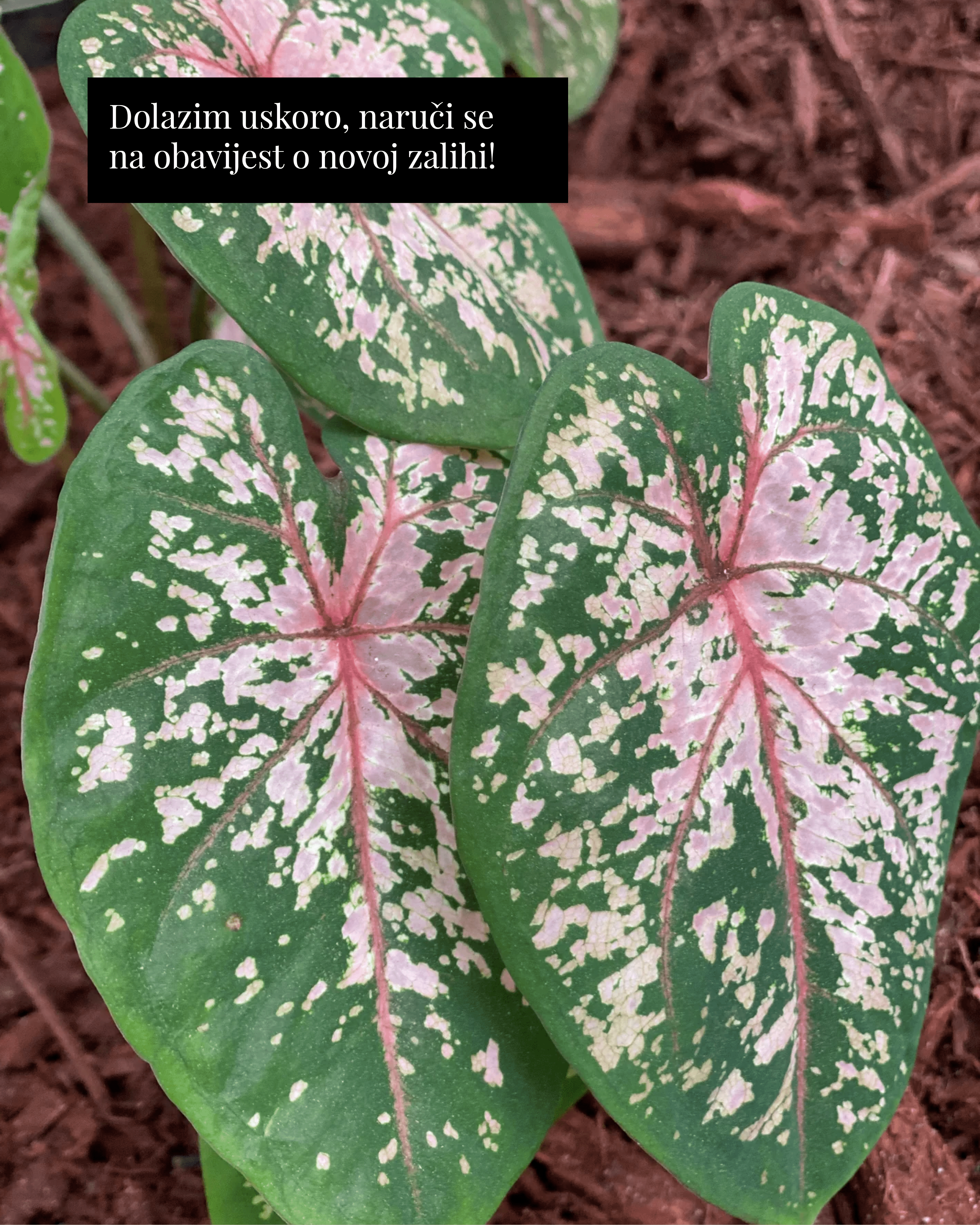 Kaladij ‘Pink Beauty’ (Caladium sp.) (1 jumbo gomolj)