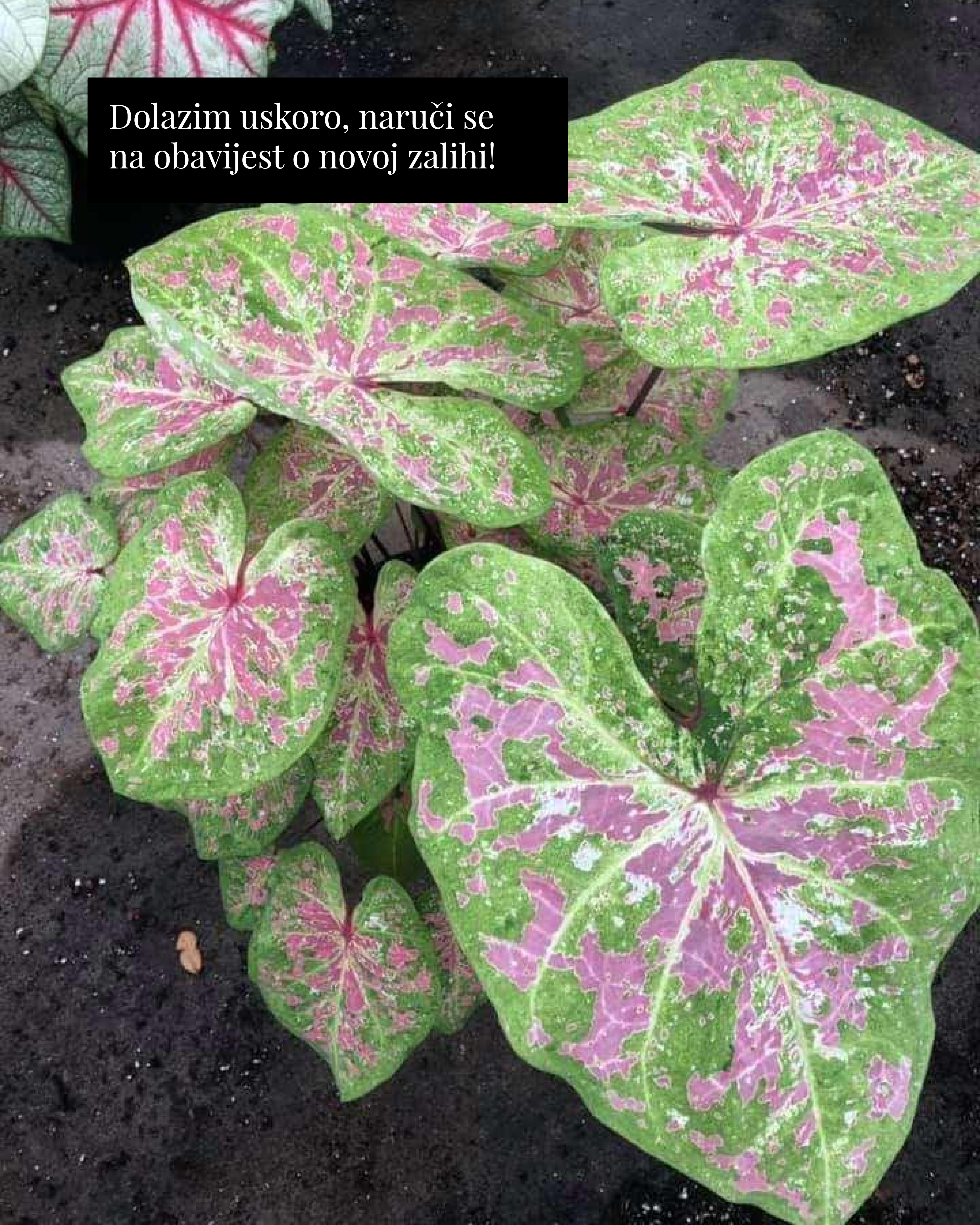 Kaladij ‘Seafoam Pink’ (Caladium sp.) (1 gomolj)