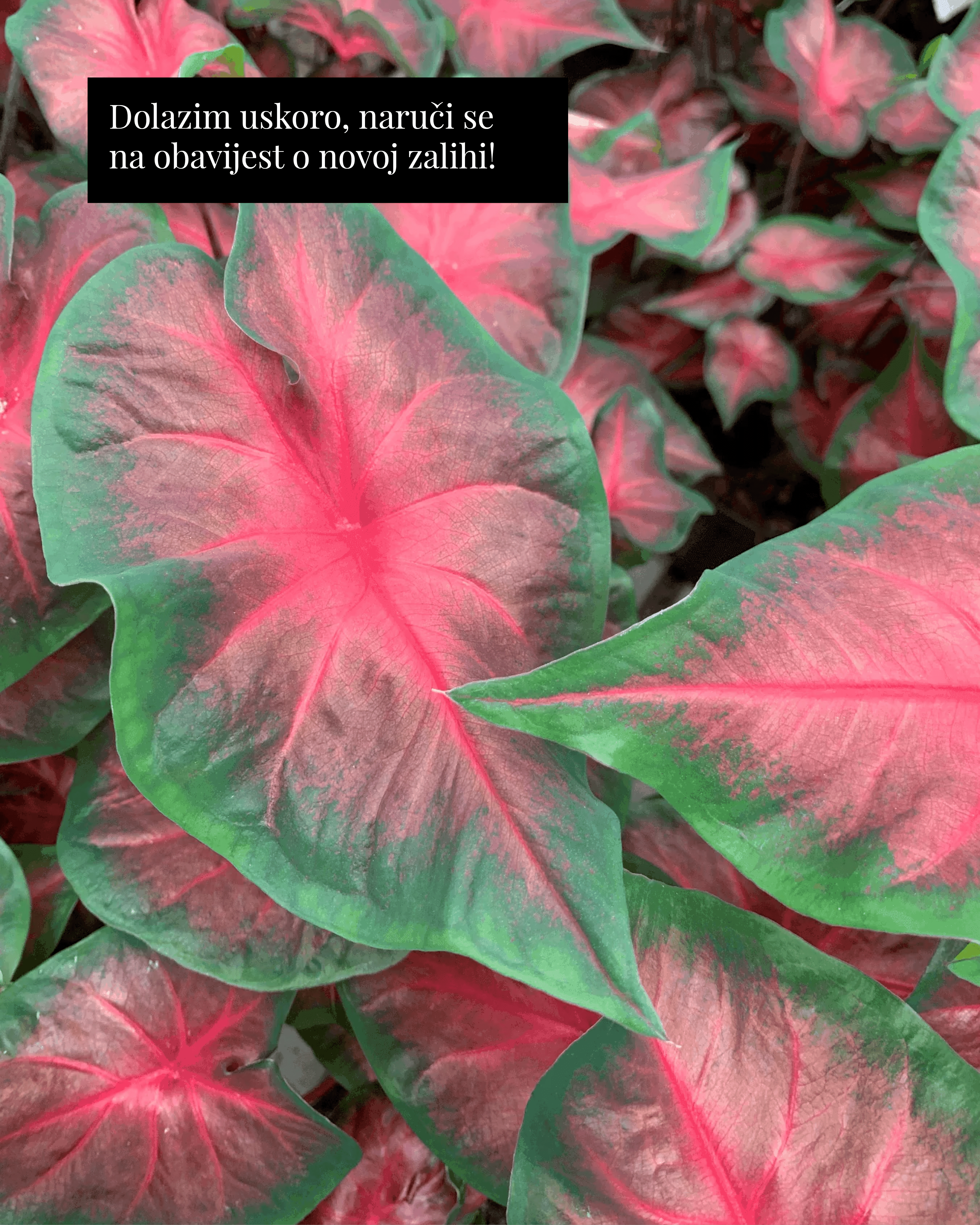 Kaladij ‘Royal Flush’ (Caladium sp.) (1 jumbo gomolj)