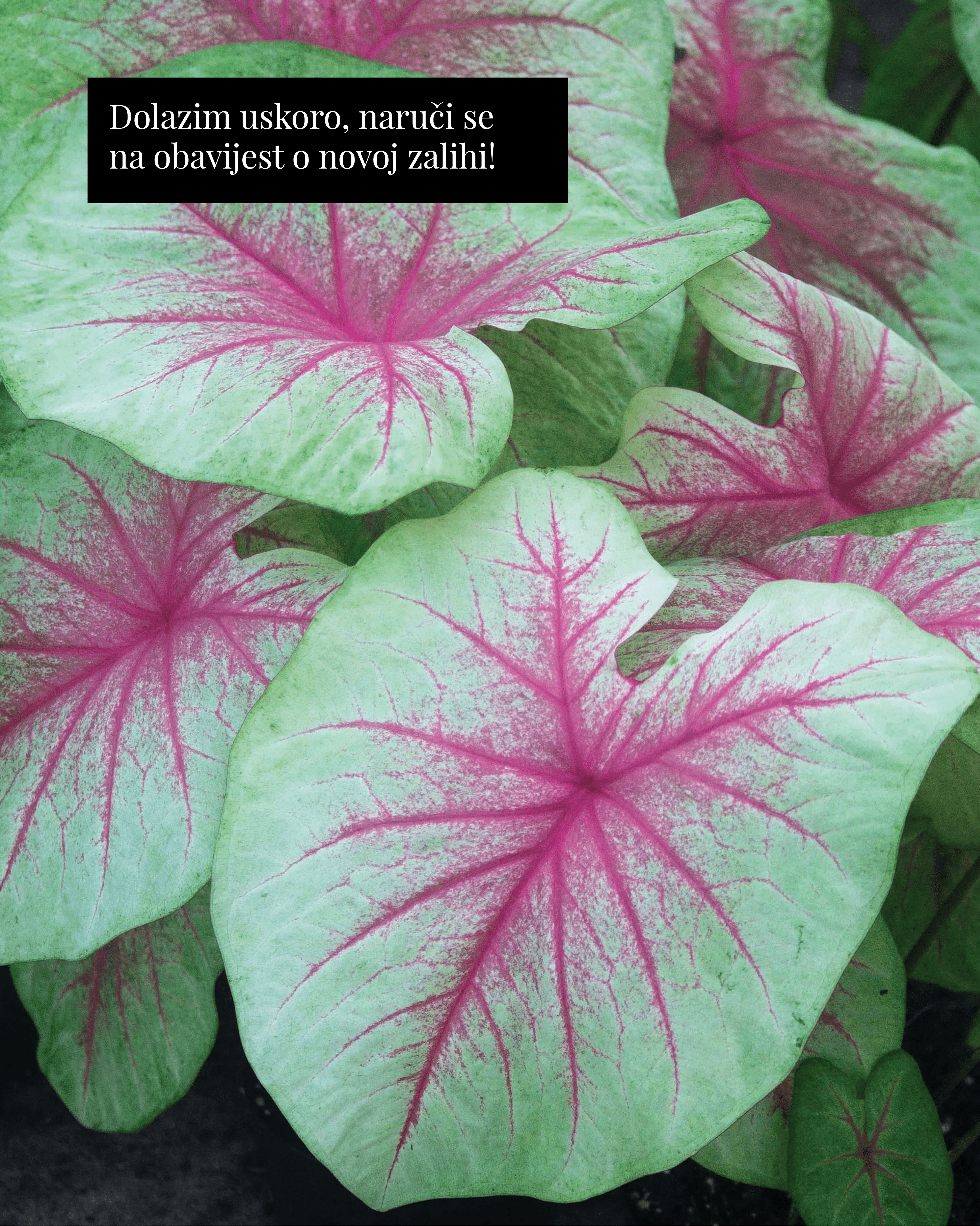 Kaladij ‘Mint Julep’ (Caladium sp.) (1 jumbo gomolj)